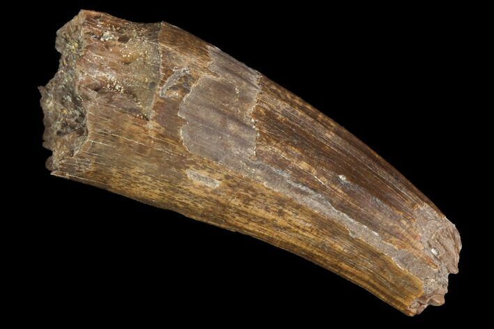 Fossil Crocodilian (Goniopholid) Tooth - Texas #88758
